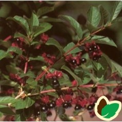 Californisk Gedeblad 50-80 cm. - Bundt med 10 stk. barrodsplanter - Lonicera ledebourii Vian