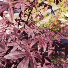 Acer palmatum Bloodgood - Japansk Løn - Japansk Ahorn / 125-150 cm.