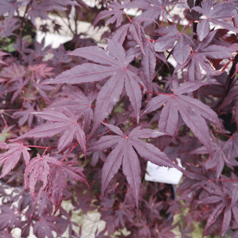 Acer palmatum Bloodgood - Japansk Løn - Japansk Ahorn / 125-150 cm.
