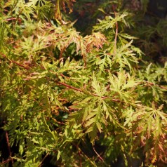 Acer palmatum Dissectum - Japansk Løn