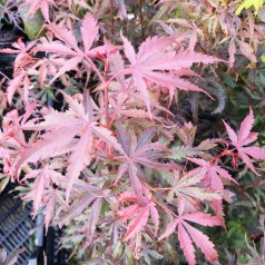 Acer palmatum Jerre Schwartz - Japansk Løn - Japansk Ahorn