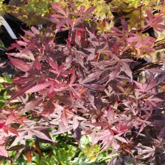 Japansk Ahorn Skeeter's Broom 125-150 cm. - Acer palmatum Skeeter's Broom