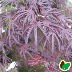 Acer palmatum Trompenburg / Japansk løn / Japansk Ahorn