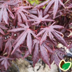 Acer palmatum Trompenburg