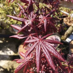 Acer palmatum Trompenburg / Japansk løn / Japansk Ahorn