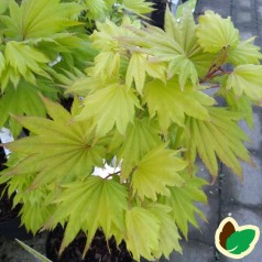 Acer shirasawanum Aureum / Japansk Ahorn