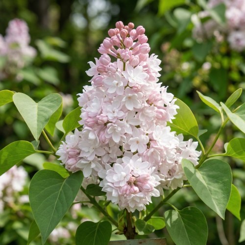 Storblomstret Syren Beauty of Moscow 40-60 cm. - Bundt med 25 stk. barrodsplanter -  Syringa vulgaris Beauty of Moscow