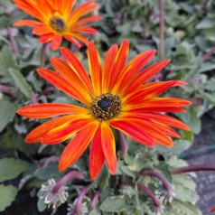 Bjørneøre (Afrikansk...