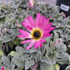 Bjørneøre (Afrikansk...