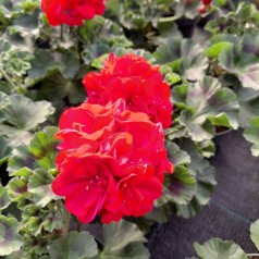 Pelargonie Rød -...