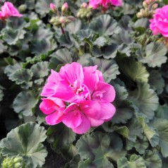 Pelargonie Pink -...
