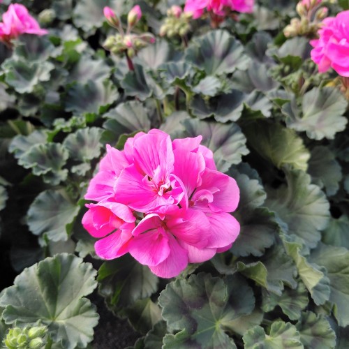 Pelargonie Pink - Pelargonium Zonale Pink