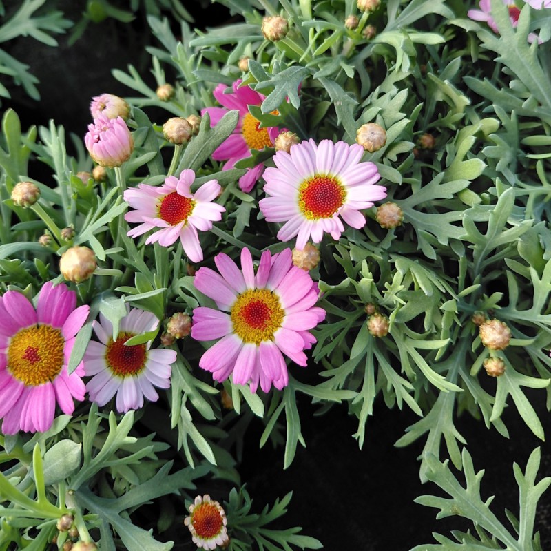 Marguerit La Rita Pink - Argyranthemum frutescens La Rita Pink
