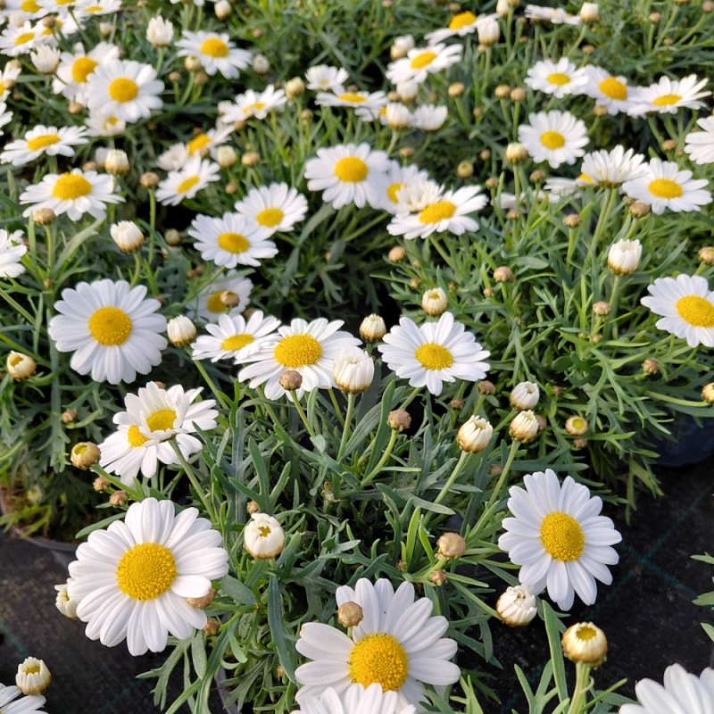 Marguerit La Rita White - Argyranthemum frutescens La Rita White