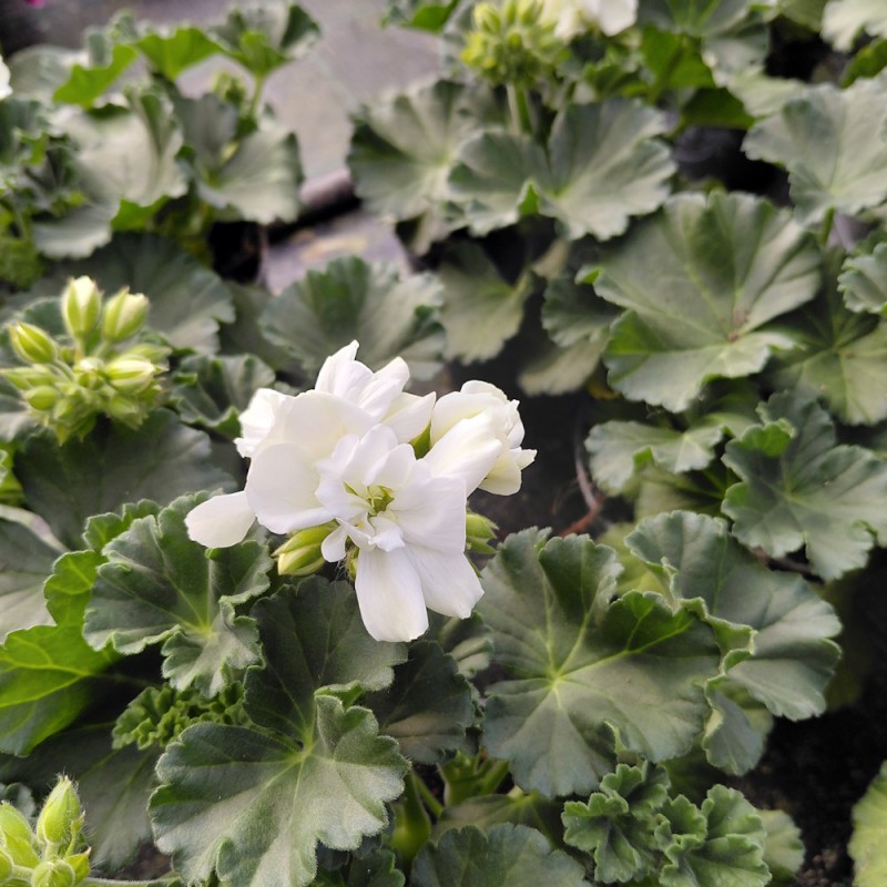 Pelargonie Hvid - Pelargonium Zonale Hvid