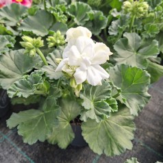 Pelargonie Hvid - Pelargonium Zonale Hvid