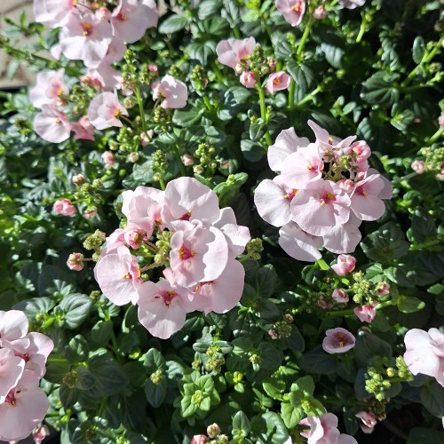 Tvillingeblomst Lys Rosa - Diascia barberae Lys Rosa