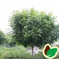 Acer platanoides Globosum - Kugle Ahorn / Træ med 150 cm. stamme.