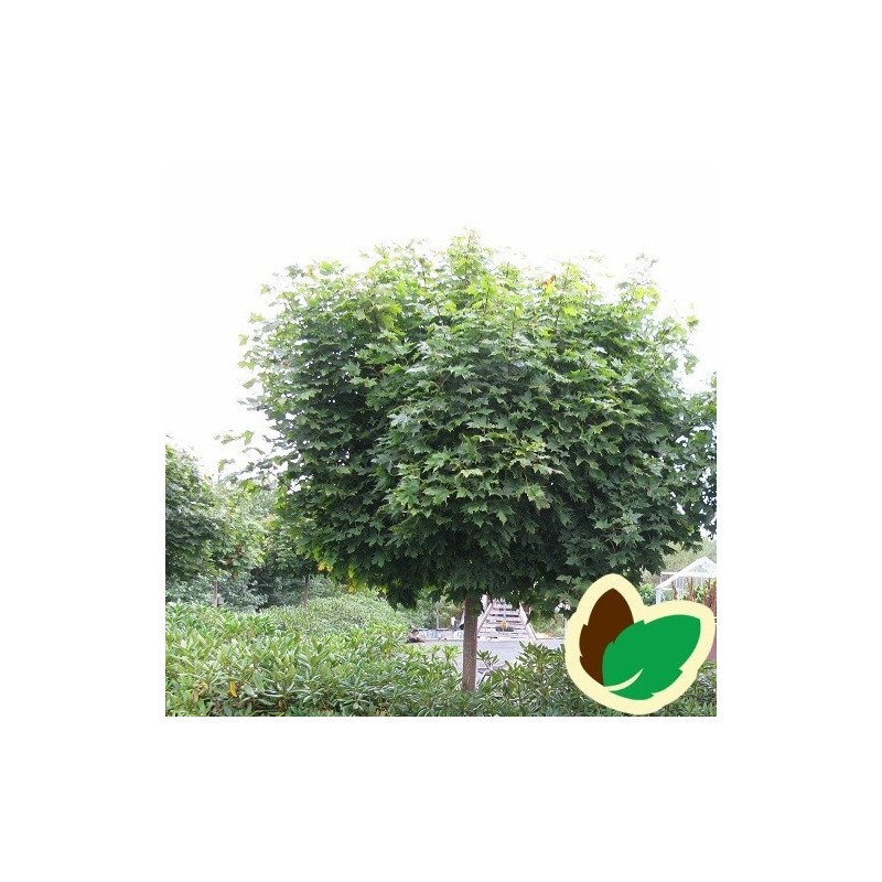 Acer platanoides Globosum - Kugle Ahorn / Træ med 150 cm. stamme.