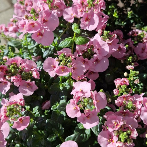 Tvillingeblomst Mørk Rosa - Diascia barberae Mørk Rosa