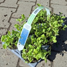 Hængelobelia - 6 stk. -...