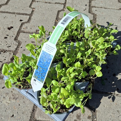 Hængelobelia - 6 stk. - lobelia erinus Pendula