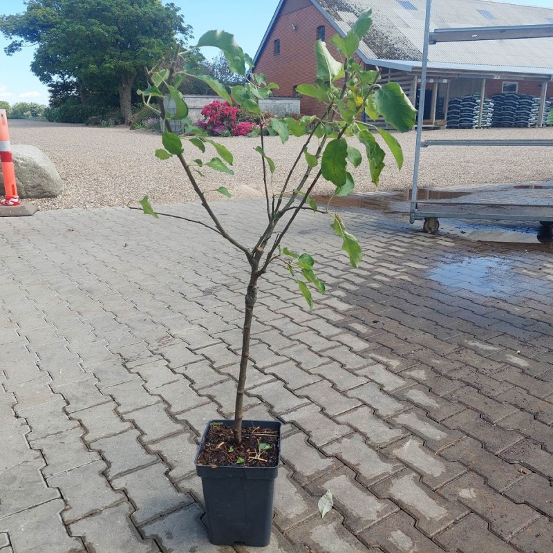Æbletræ Delcorf - Lav stammet - Malus domestica Delcorf