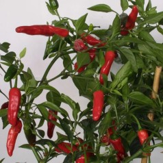 Chili Apache - Chilipeber...