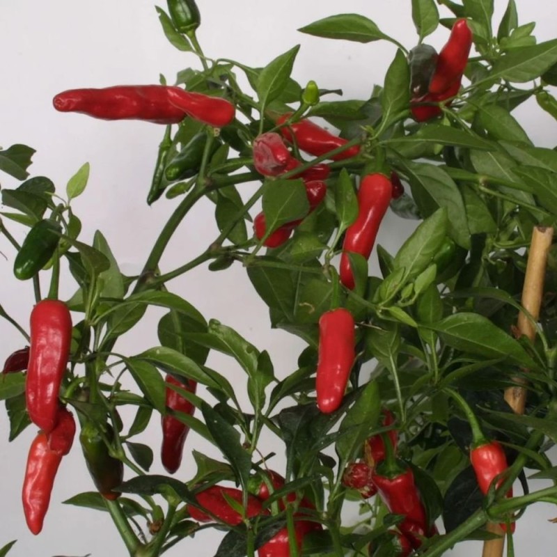 Chili Apache - Chilipeber Plante