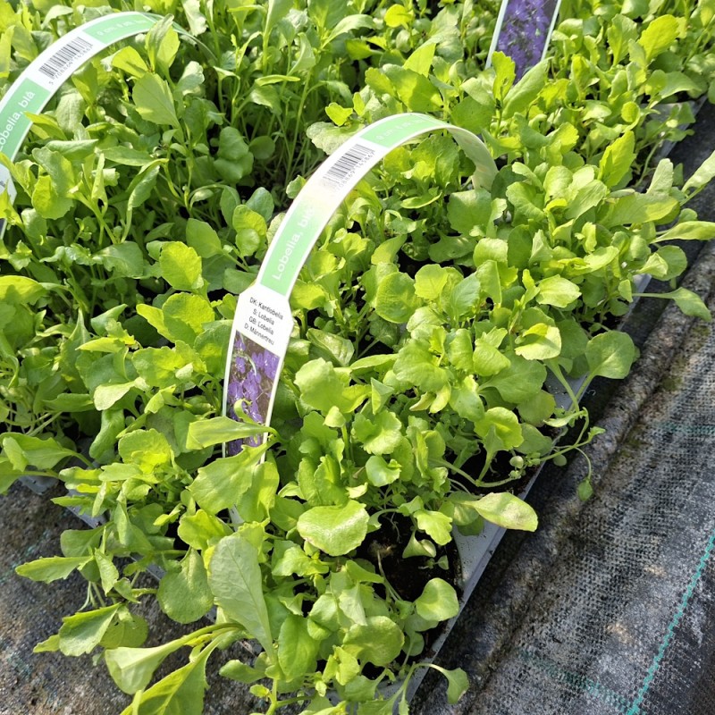 Kantlobelia - 6 stk. - Lobelia erinus