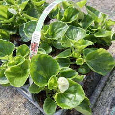 Isbegonia Hvid - 6 stk. -...