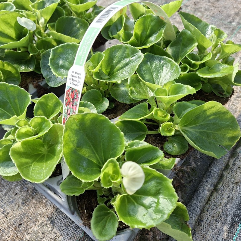 Isbegonia Hvid - 6 stk. - Begonia semperflorens Hvid