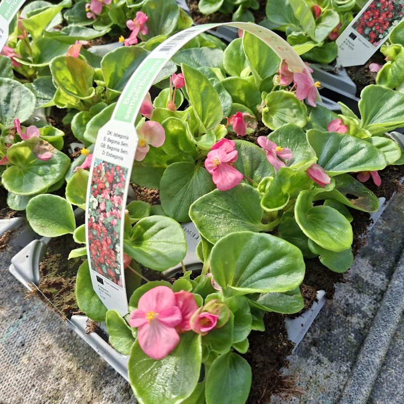 Isbegonia Lyserød - 6 stk. - Begonia semperflorens Lyserød