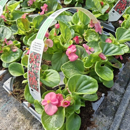 Isbegonia Lyserød - 6 stk. - Begonia semperflorens Lyserød