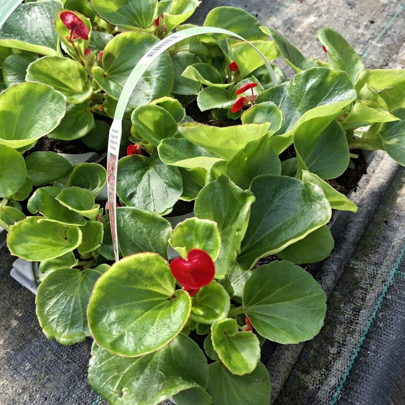 Isbegonia Mørkerød - 6 stk. - Begonia semperflorens Mørkerød