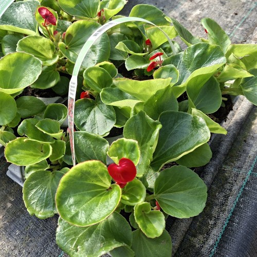 Isbegonia Mørkerød - 6 stk. - Begonia semperflorens Mørkerød