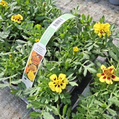 Tagetes Gul - 6 stk. -...