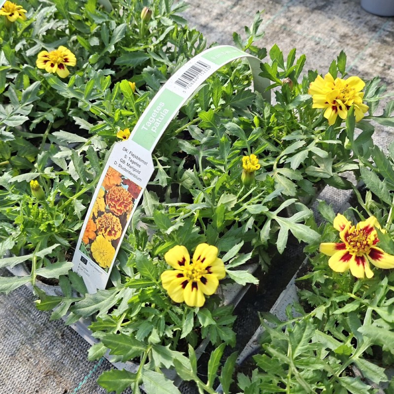 Tagetes Gul - 6 stk. - Tagetes patula Gul
