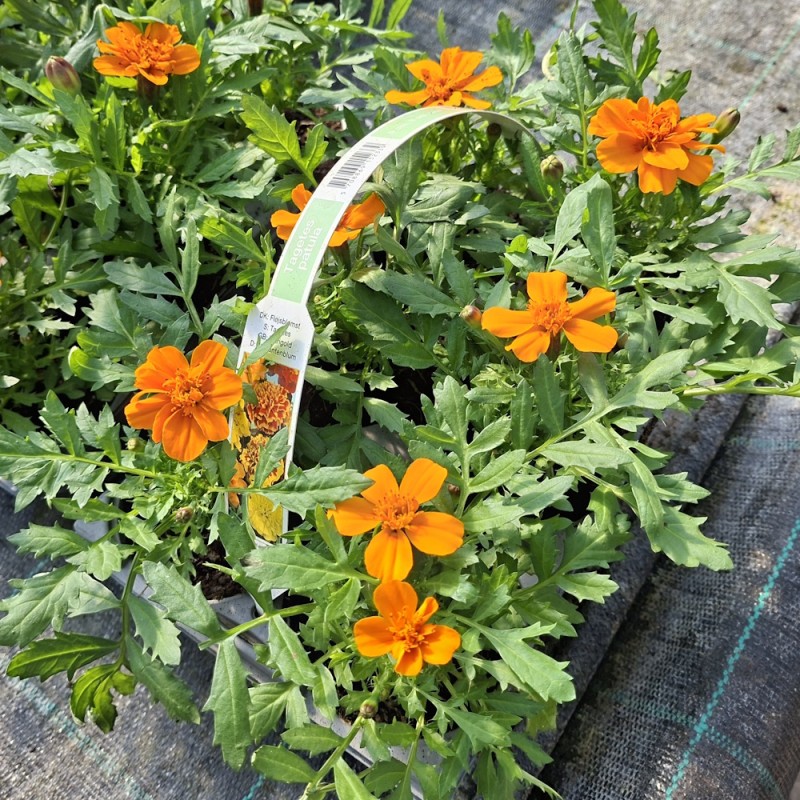Tagetes Orange - 6 stk. - Tagetes patula Orange