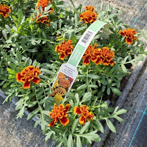 Tagetes Orange-Rød - 6 stk. - Tagetes patula Orange-Rød