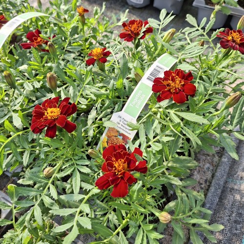Tagetes Rød - 6 stk. - Tagetes patula Rød