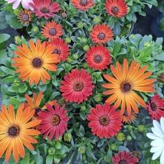 Spansk marguerit Orange...