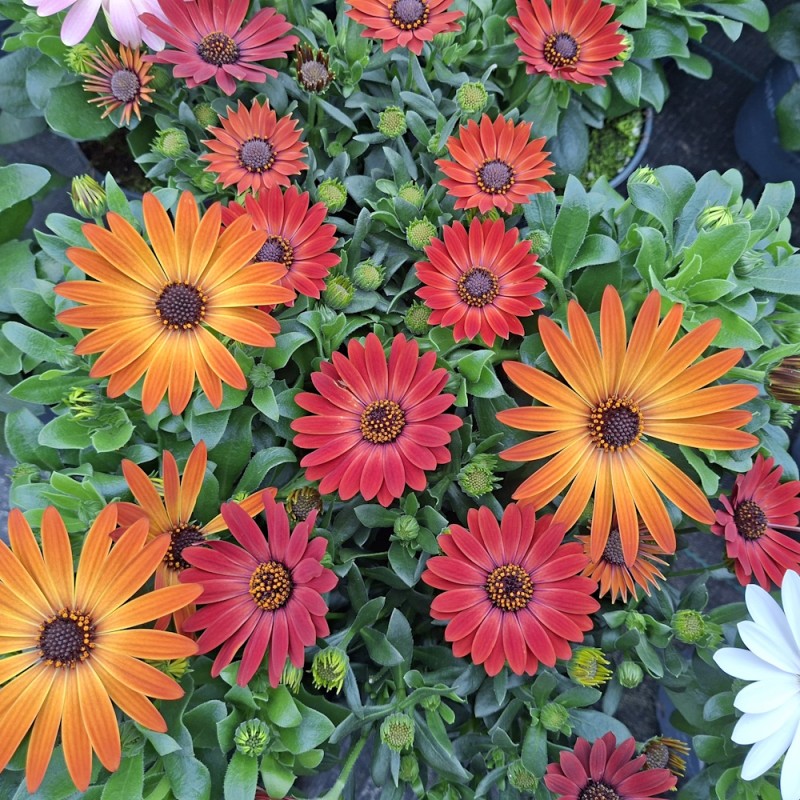 Spansk marguerit Orange Nuancer - Osteospermum