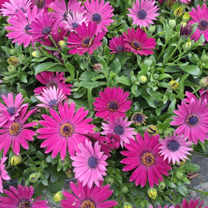 Spansk marguerit Lilla Nuancer - Osteospermum