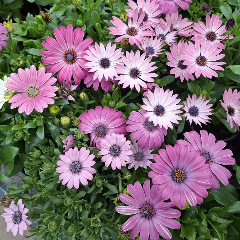 Spansk marguerit Lys Lilla Nuancer - Osteospermum