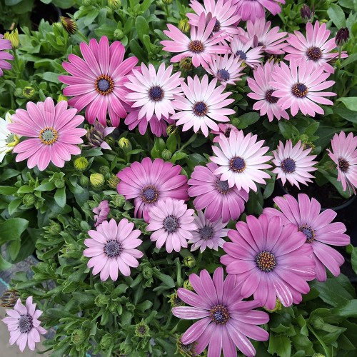Spansk marguerit Lys Lilla Nuancer - Osteospermum
