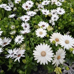 Spansk marguerit Hvide...