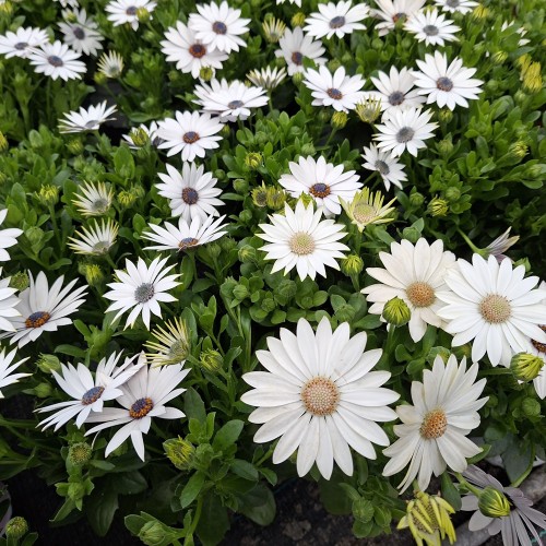 Spansk marguerit Hvide Nuancer - Osteospermum