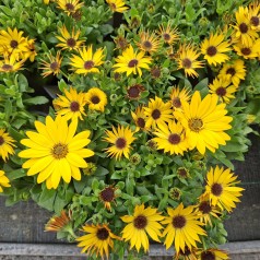 Spansk marguerit Gule...