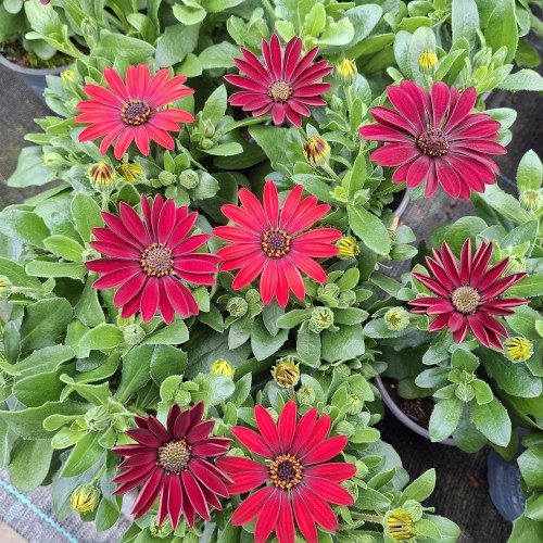 Spansk marguerit Rødlige Nuancer - Osteospermum